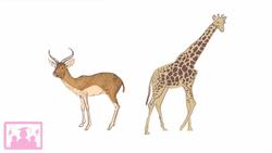 Niches In The Savannah Ecosystem Instructional Video