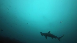 Under the sea Stock Footage