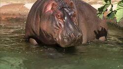 Underwater Birth Is The Most Common Among These River Hippos Instructional Video