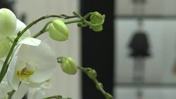 CLEAN : Paris Fashion Week: behind the scenes of the Dior collection News Clip