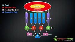 035 On Center, Off Surround Ganglion Cells Instructional Video