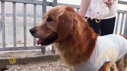 China's booming pet industry: Pets are set to outnumber toddlers in just five years News Clip