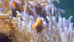 ClownFishes or Anemonefishes Stock Footage