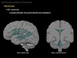 The ventricular system Instructional Video