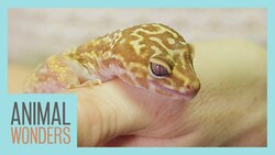 Leopard Gecko Rescue Instructional Video