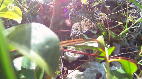 Insane Fangs of the Eatern Diamondback Rattlesnake!