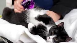 Cat Care with E'Lise Christensen, DVM Instructional Video