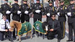 Miniature Horses Are New Type Of Therapy Animal Instructional Video