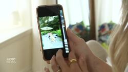 French bulldogs may be cute — but it seems more owners are surrendering them News Clip