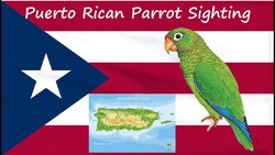 Puerto Rican Parrot Sighting Instructional Video