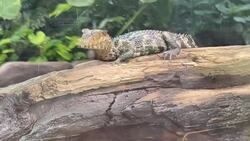 Tiny alligator moved to B.C. butterfly garden after being seized by feds News Clip