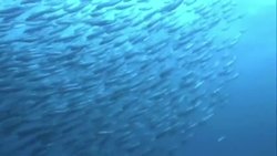 The Great Sardine Run: Reflecting on the sardine run event Instructional Video