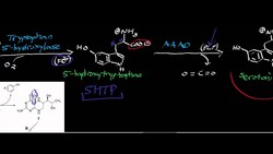 Serotonin Biosynthesis from Tryptophan Instructional Video