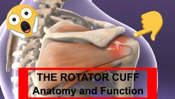 Biomechanics | Anatomy and Functions of the Rotator Cuff Instructional Video