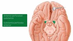 Basal view of the brain Instructional Video