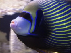 ¿Qué es un pez?: video de evaluación Instructional Video