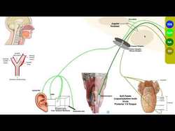 Cranial Nerve IX - Glossopharyngeal Nerve | Structure & Functions of Major Branches Instructional Video
