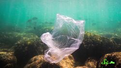 5 Animals With (Understandably) Poor Judgment Instructional Video