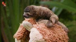 Cutest Baby Sloth EVER! Instructional Video