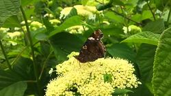 Big black butterfly Monarch Stock Footage