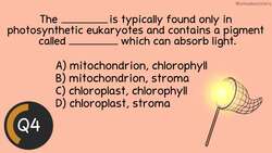 Before the Bell Biology: Photosynthesis Instructional Video