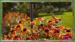 The Biggest Flower in the World! Instructional Video