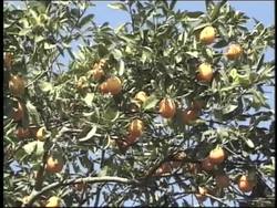 Plants in Our Lives: Angiosperms Instructional Video