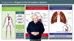 How the Circulatory System Delivers Oxygen: The Importance of the Heart and Lungs Instructional Video