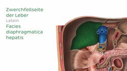 Retroperitoneum Instructional Video