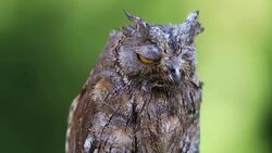 Portrait of Eurasian (European) scops owl Stock Footage
