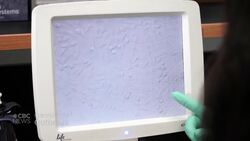 Spike in coronavirus cases on West Coast News Clip