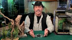 How to Take Care of a Pet Scorpion Instructional Video