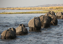 Migration: Seasons Instructional Video