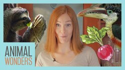 Ask Jessi 11 Instructional Video