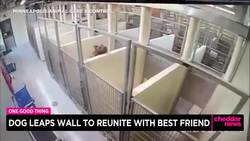 One Good Thing: Dog Leaps Wall to Reunite With Best Friend News Clip
