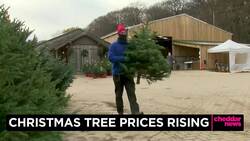 Christmas Tree Prices Rising News Clip