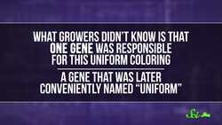 Why Do Tomatoes Taste So Bland? Instructional Video