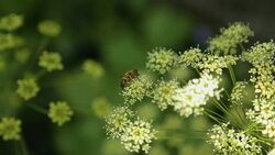 Bees pollinating on wild flowers, organic honey production, nature conservation Stock Footage