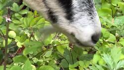 Goats help rid Sands Point Preserve of invasive species News Clip
