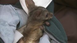Meet the World's Smallest Kangaroo, the Parma Wallaby Instructional Video