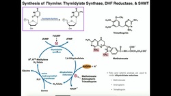 Nucleotide Metabolism | Basics of Thymine Biosynthesis Instructional Video