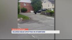 'It's crazy.' Injured bear spotted in Springdale section of Stamford News Clip