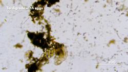 The Highs and Lows of Tardigrade Pregnancy Instructional Video