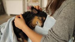 Paws and People: The Multifaceted Roles of Dogs in Human Society Instructional Video