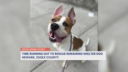 1 Newark shelter dog face euthanasia if not adopted by Tuesday News Clip