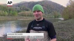 Scientists seek cause of freshwater mussel die-off News Clip