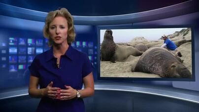 Researchers discover how elephant seals protect their organs when diving!  NSF Science Now 24