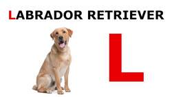 Barking Through the Alphabet: K to O Instructional Video