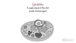 Biology Cells as the Basis of Life: Cell Structure - Animal Cells Part 3 Instructional Video