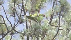 This Parrot’s Survival Depends on These Brave Conservationists Instructional Video